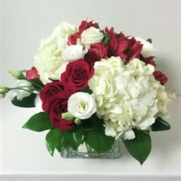Red and White Lovely