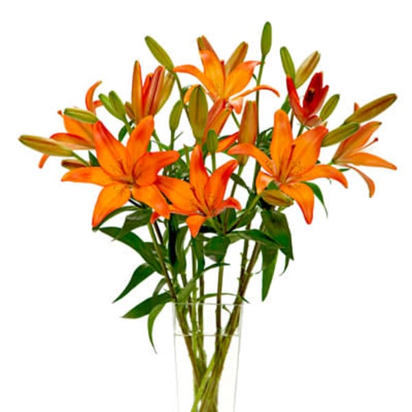 Lovely Lilies