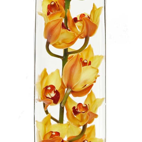 Modern Orchids
