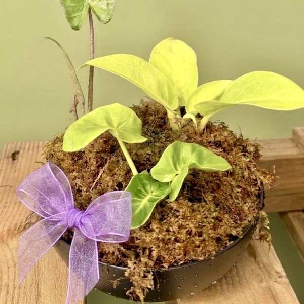 Small potted plant with bright green leaves and a purple ribbon bow