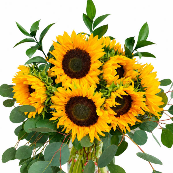 Bouquet of yellow sunflowers with eucalyptus in a clear glass vase