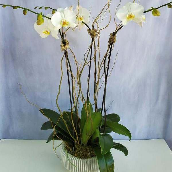 Potted white phalaenopsis orchid plant with tall stems in a white ribbed ceramic bowl