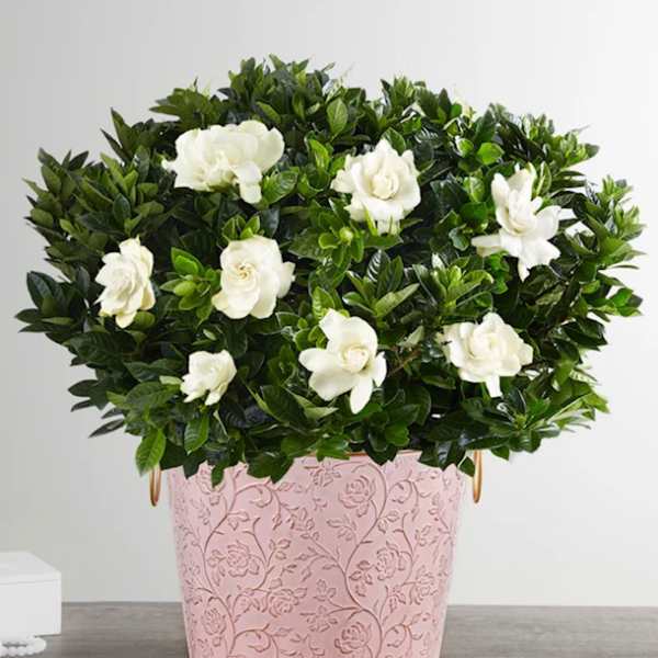 White flowers arranged in a pink patterned pot with dense green foliage