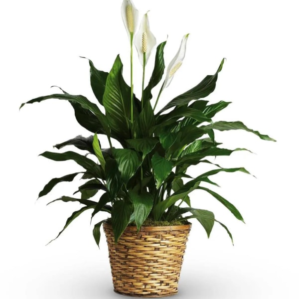 Potted peace lily with white blooms in a woven basket planter