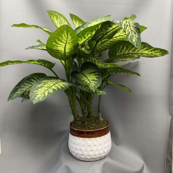 Potted variegated green houseplant in a white ceramic planter