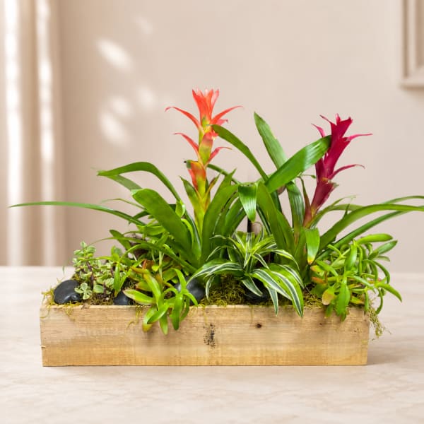 Wooden planter with colorful bromeliad plants and succulents