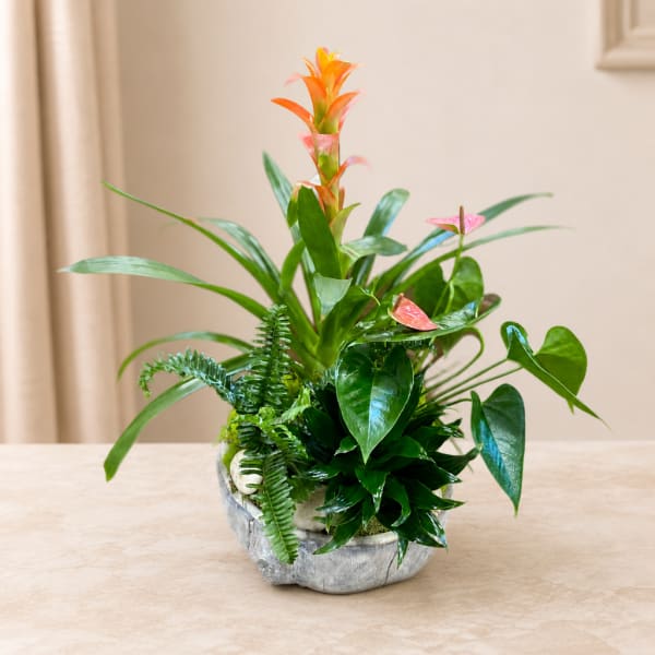 Tropical potted plant arrangement with orange and pink blooms in a silver container