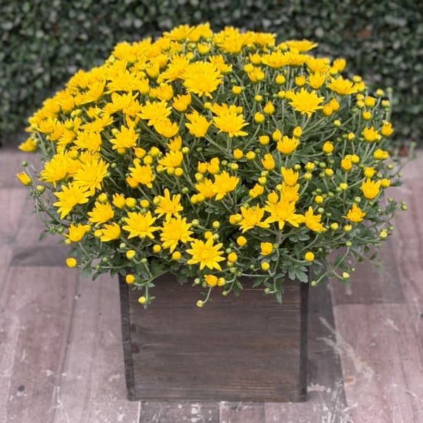 Yellow chrysanthemum plant in a square wooden planter
