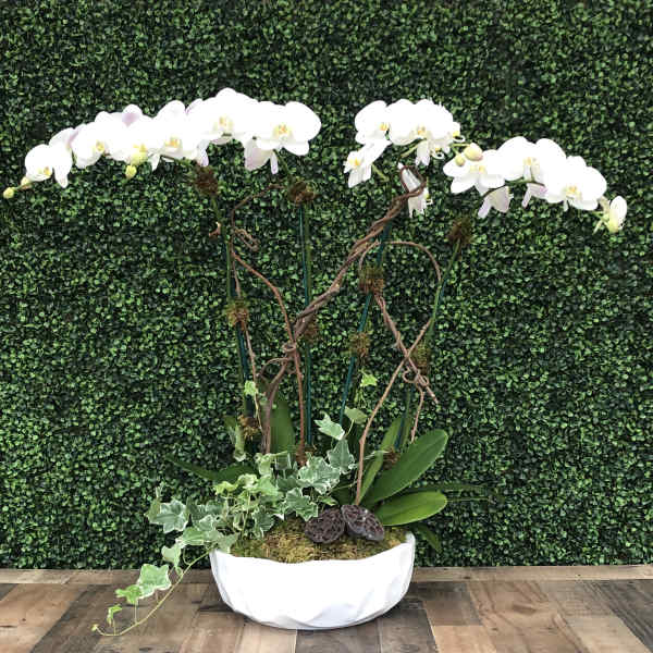 Orchids oasis