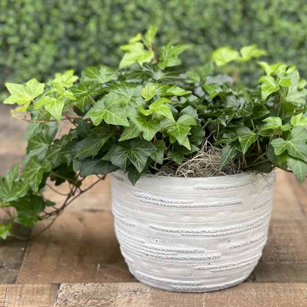 IVY PLANTER