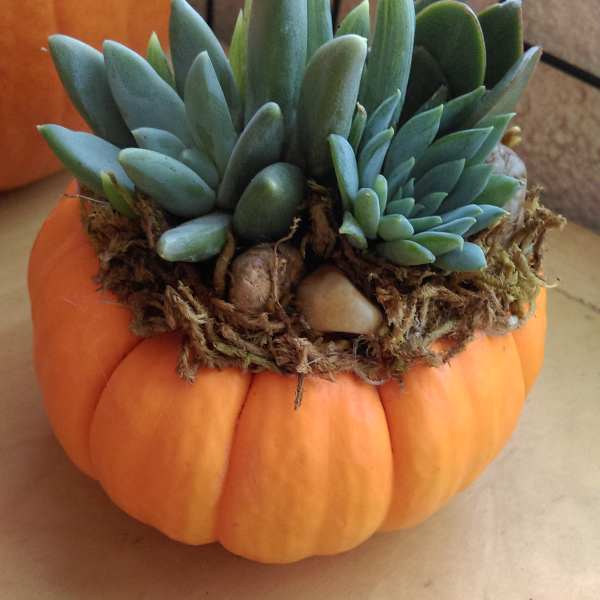 Fall Succulents