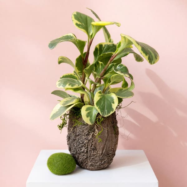 Variegated potted plant in a bark-textured container on a white pedestal