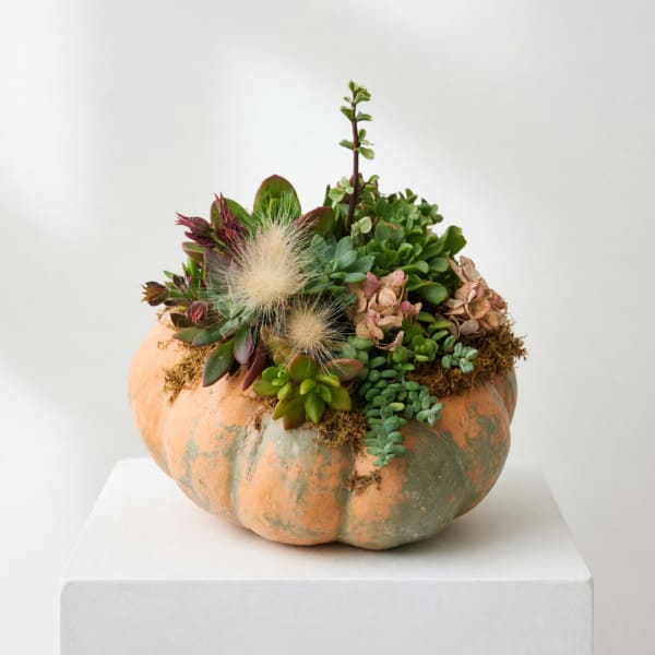 Succulent arrangement in a pumpkin-shaped container