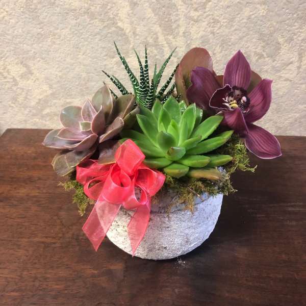 Succulent Dish with Fresh Cut Orchid