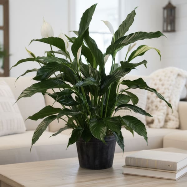 Potted peace lily plant with white blooms on a table