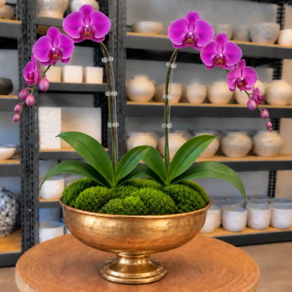 Two purple orchids in a gold bowl planter with green moss