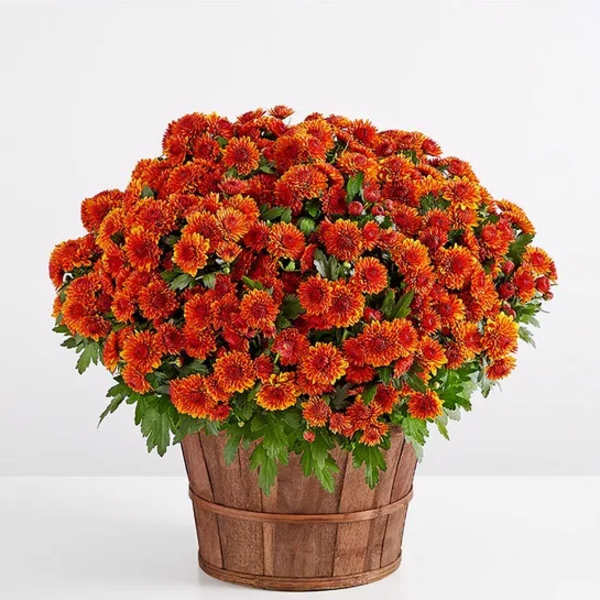 Autumn Outdoor Mum
