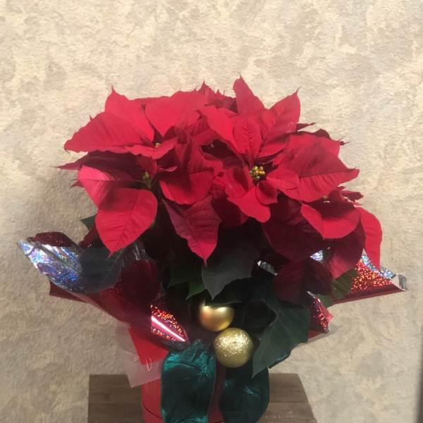 Poinsettia Plant 7 inches planter. big