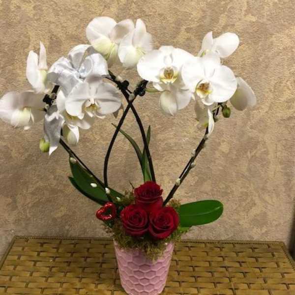 Heart-Shaped Phalaenopsis Orchid with Red Roses
