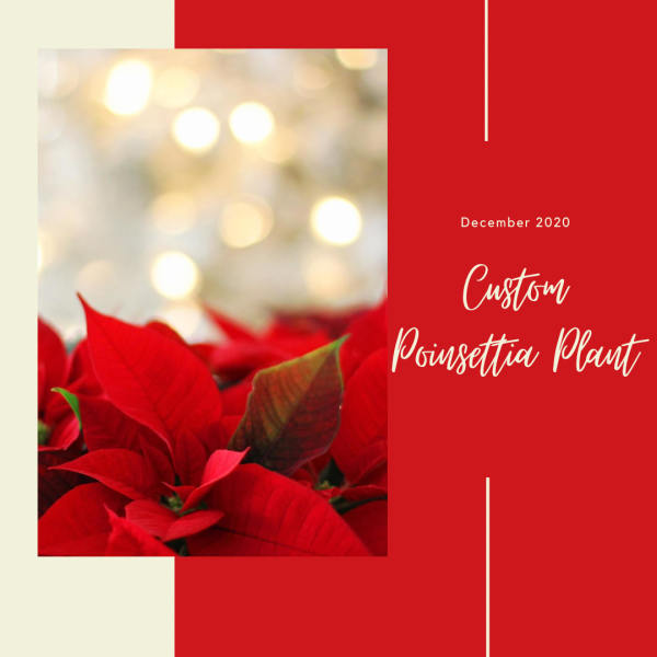 Poinsettia Plant