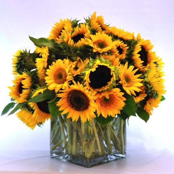Sunflower Fields