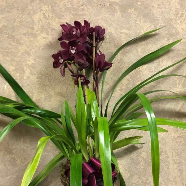 Purple Phalaenopsis Orchids