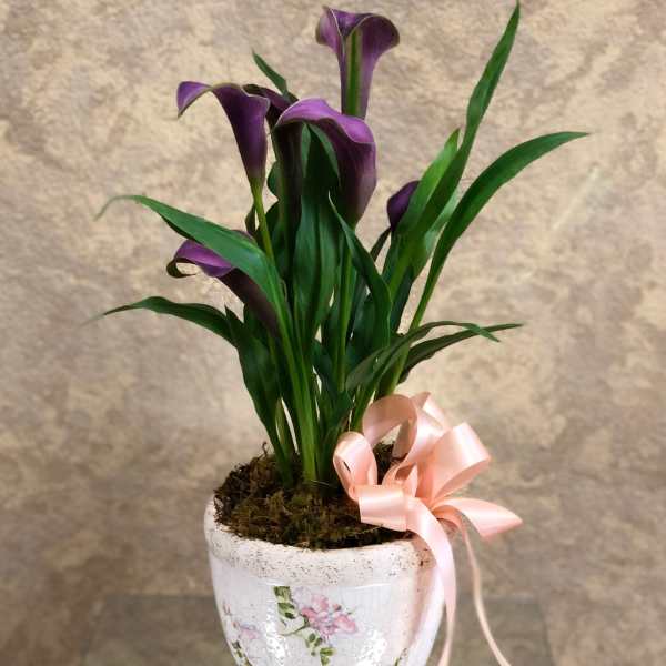 Purple calla lilies in a white floral pot with a pink ribbon