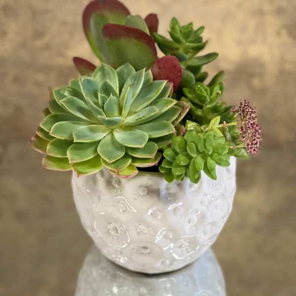 Desert Garden Succulent Dish