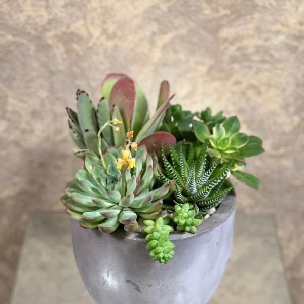 Zen Succulent Dish