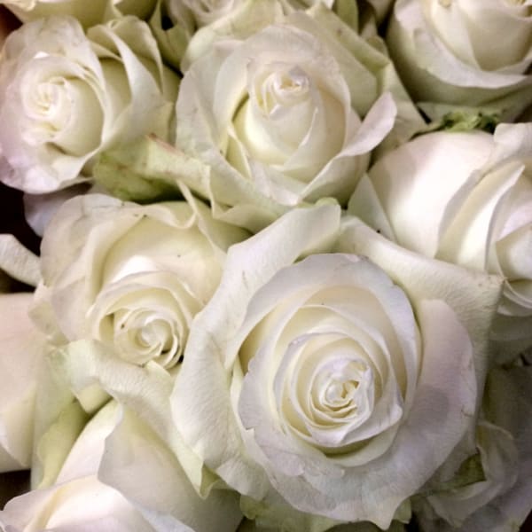 Close-up of white roses clustered together