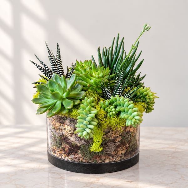 Succulent arrangement in a clear glass bowl with mixed green plants