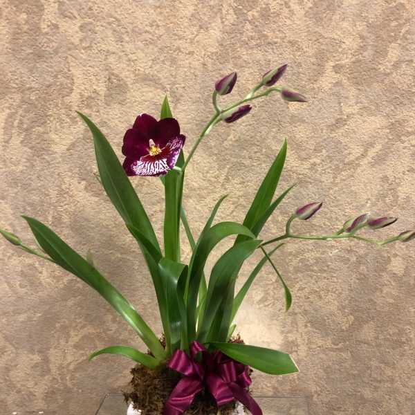 Orchid Plant