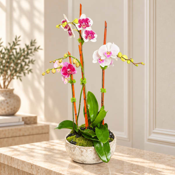 Potted orchid arrangement with pink and white blooms in a ceramic bowl