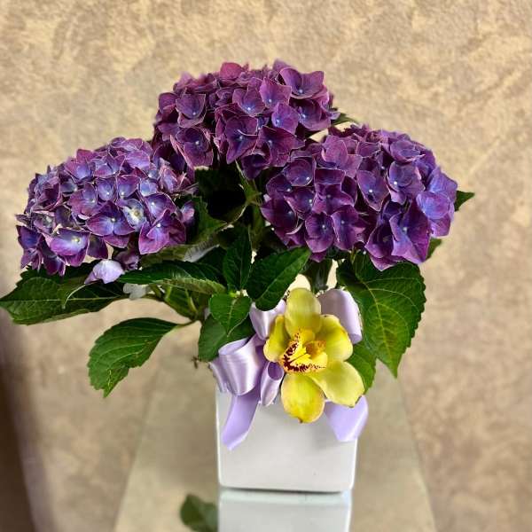 Purple Hydrangea Plant with Cymbidium Orchid