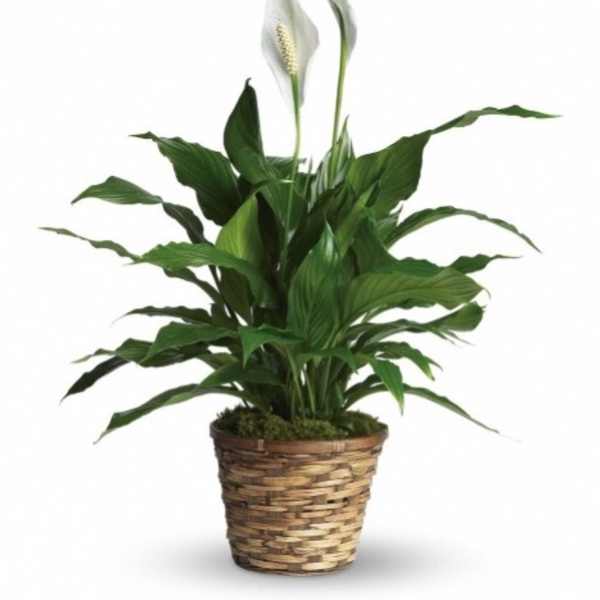 Peace Lily Plant