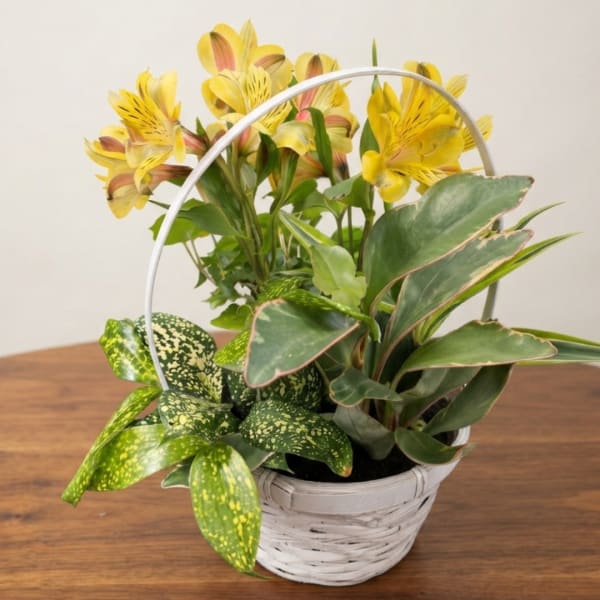 Yellow alstroemeria in a white basket with assorted green plants