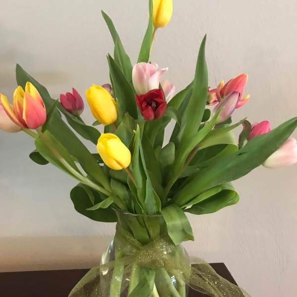 Rainbow of Tulips