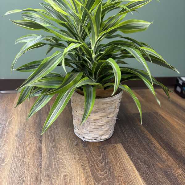 Potted variegated green houseplant in a woven basket planter