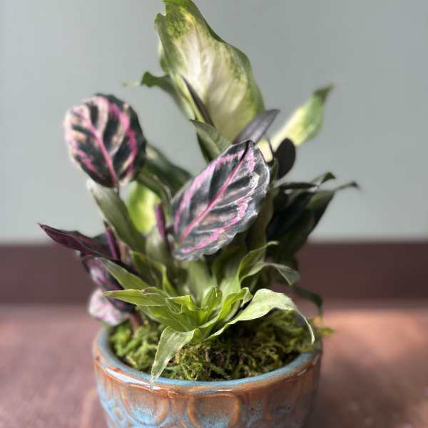 Potted plant with variegated pink and green leaves in a ceramic pot