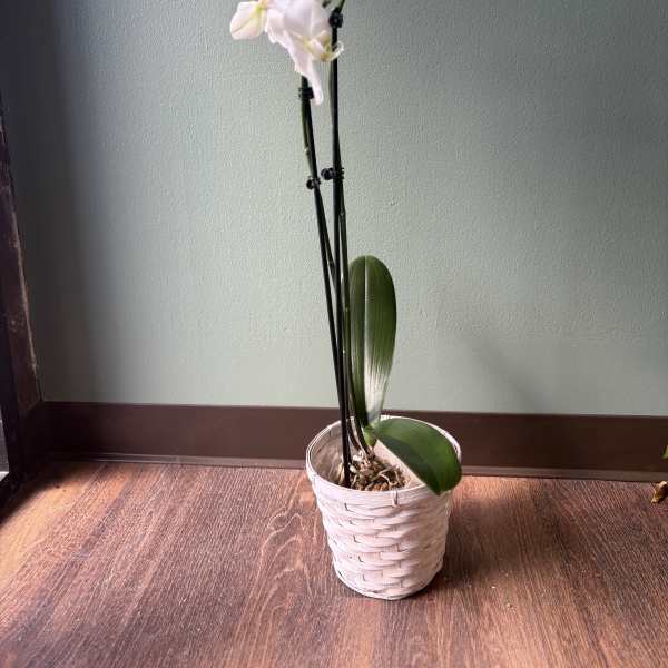 Potted white orchid in a woven basket planter