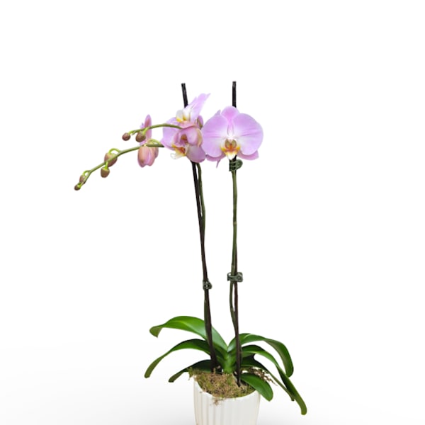 Lavender Orchid Planter