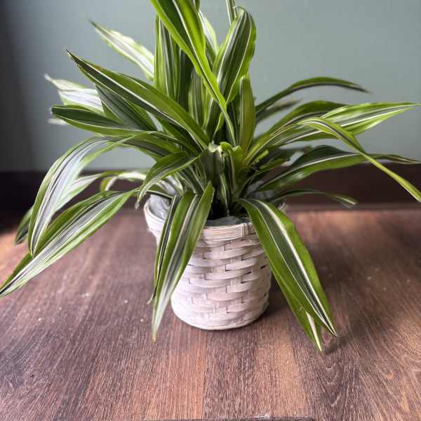 Potted variegated houseplant in a woven basket
