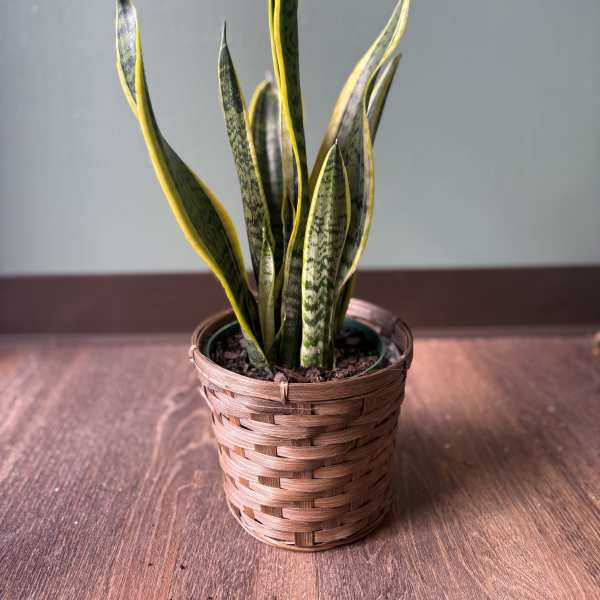 Potted snake plant in a woven basket planter