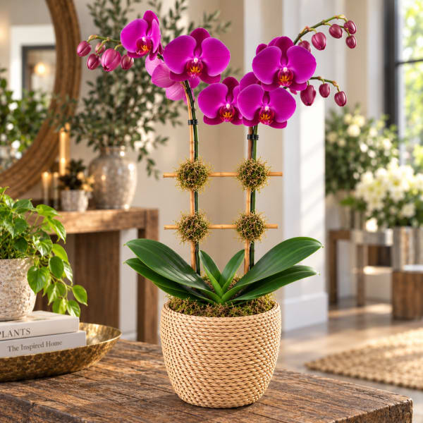 Potted purple orchid arrangement in a woven basket planter
