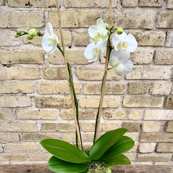 White orchid plant in a green square pot