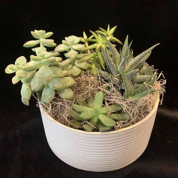 Mixed succulents arranged in a white ribbed bowl planter