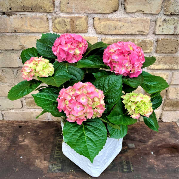 Pink hydrangea blooms in a white pot