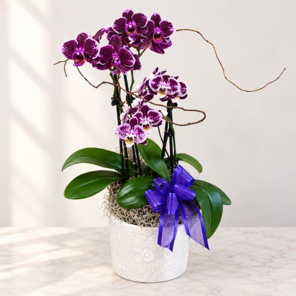 Purple orchids in a white pot with a ribbon bow