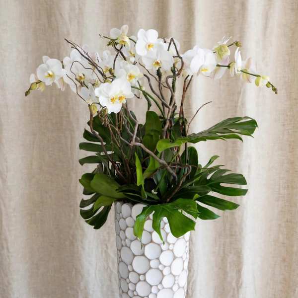 White orchids arranged in a tall patterned vase