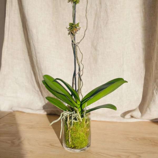 White orchid plant in a clear glass vase with moss